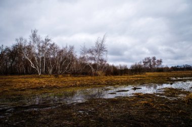 huş ağaçları ve bataklıları. Rus peyzaj