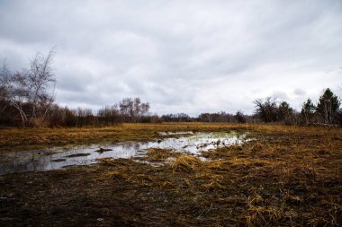 huş ağaçları ve bataklıları. Rus peyzaj