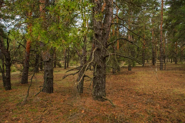 Густой сосновый лес. Русский пейзаж — стоковое фото