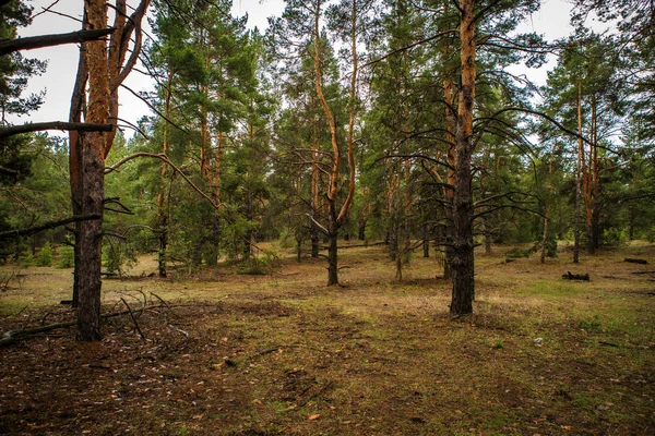 Густой сосновый лес. Русский пейзаж — стоковое фото