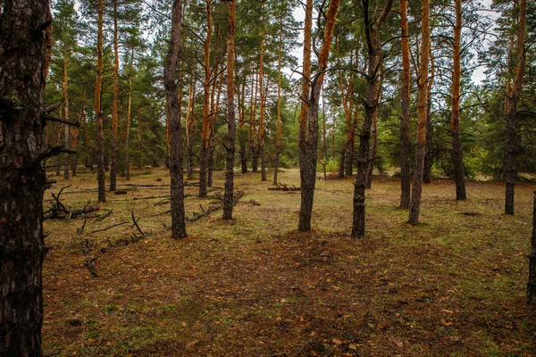 Thick pine forest. Russian landscape — Stock Photo, Image