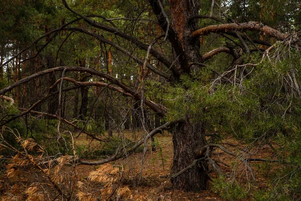 厚实的松树林。俄罗斯风景 — 图库照片