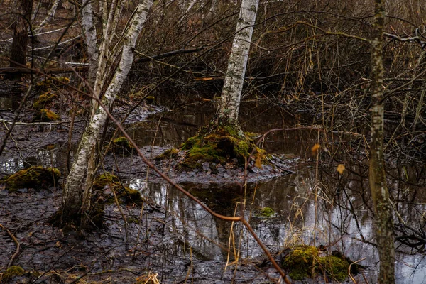 Berken bomen en moerassen. Russisch landschap — Stockfoto