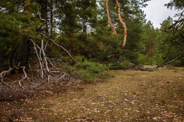 Floresta de pinheiros grossa. Paisagem russa — Fotografia de Stock