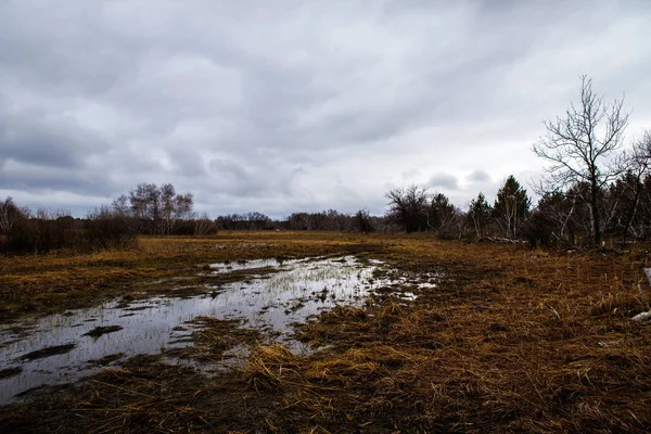 Abedules y pantanos. Paisaje ruso —  Fotos de Stock