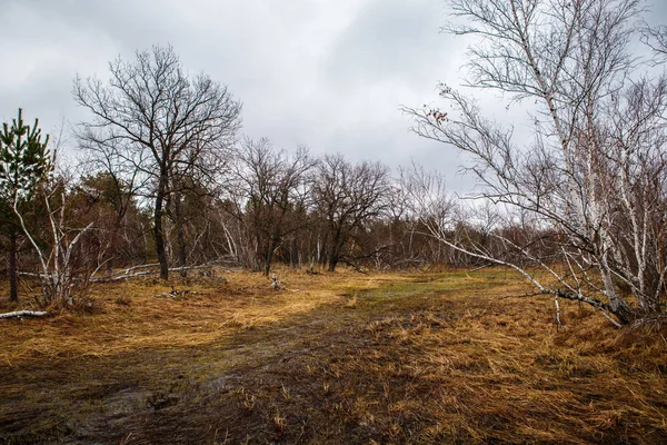 자작나무 숲과 습지. 러시아의 풍경 — 스톡 사진
