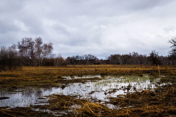 Vidoeiros e pântanos. Paisagem russa — Fotografia de Stock