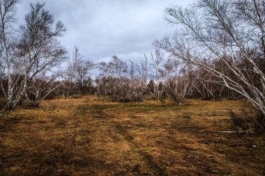 huş ağaçları ve bataklıları. Rus peyzaj