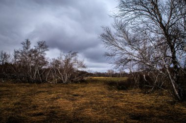 huş ağaçları ve bataklıları. Rus peyzaj