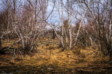 huş ağaçları ve bataklıları. Rus peyzaj