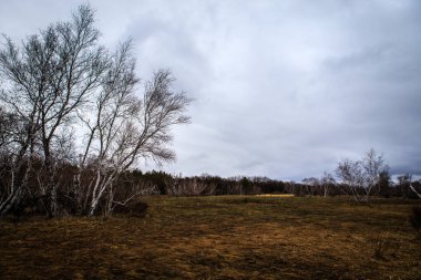 huş ağaçları ve bataklıları. Rus peyzaj