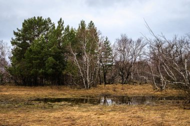 huş ağaçları ve bataklıları. Rus peyzaj