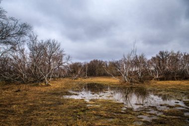 huş ağaçları ve bataklıları. Rus peyzaj