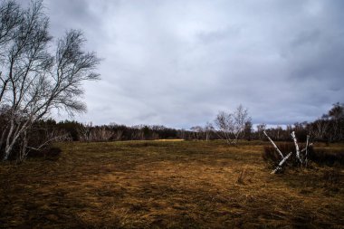 huş ağaçları ve bataklıları. Rus peyzaj