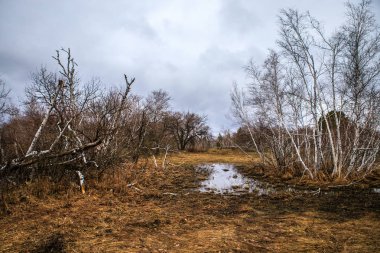 huş ağaçları ve bataklıları. Rus peyzaj