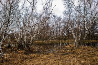 huş ağaçları ve bataklıları. Rus peyzaj