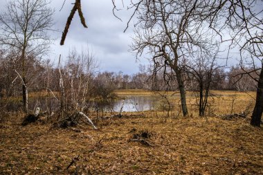 huş ağaçları ve bataklıları. Rus peyzaj