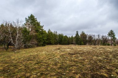 kalın çam ormanı. Rus peyzaj