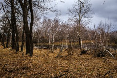 huş ağaçları ve bataklıları. Rus peyzaj