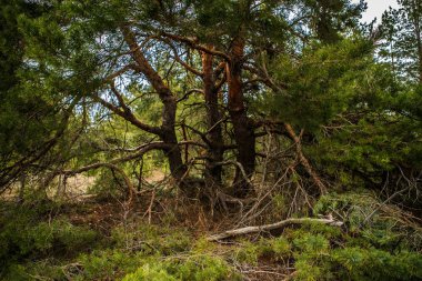kalın çam ormanı. Rus peyzaj