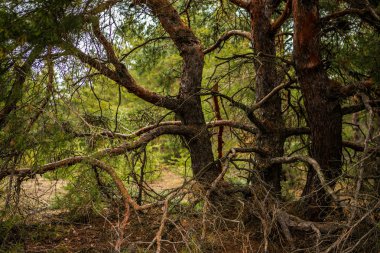 kalın çam ormanı. Rus peyzaj
