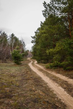 kalın çam ormanı. Rus peyzaj