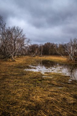 huş ağaçları ve bataklıları. Rus peyzaj