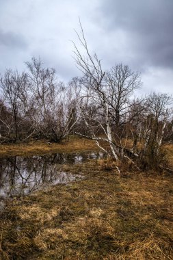 huş ağaçları ve bataklıları. Rus peyzaj