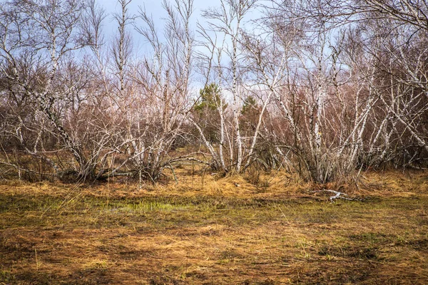 Vidoeiros e pântanos. Paisagem russa — Fotografia de Stock