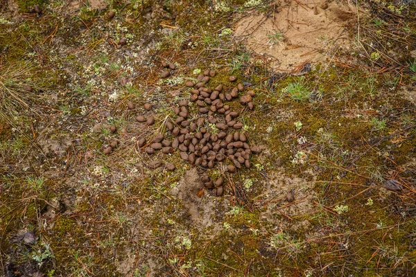 Yerde ormanda geyik pisliği. — Stok fotoğraf