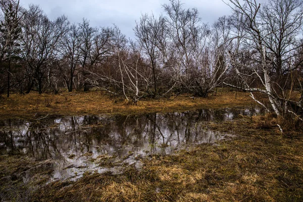 Vidoeiros e pântanos. Paisagem russa — Fotografia de Stock