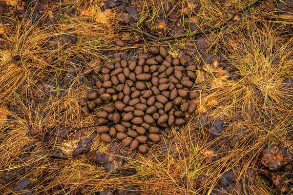 Yerde ormanda geyik pisliği. — Stok fotoğraf