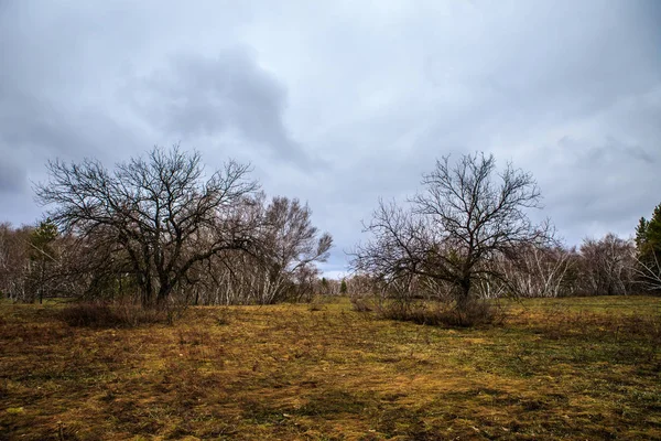 Vidoeiros e pântanos. Paisagem russa — Fotografia de Stock