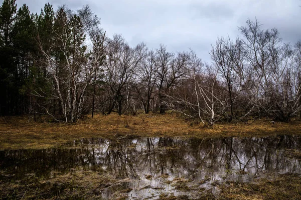 Vidoeiros e pântanos. Paisagem russa — Fotografia de Stock