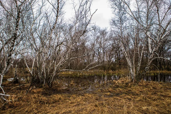 Vidoeiros e pântanos. Paisagem russa — Fotografia de Stock