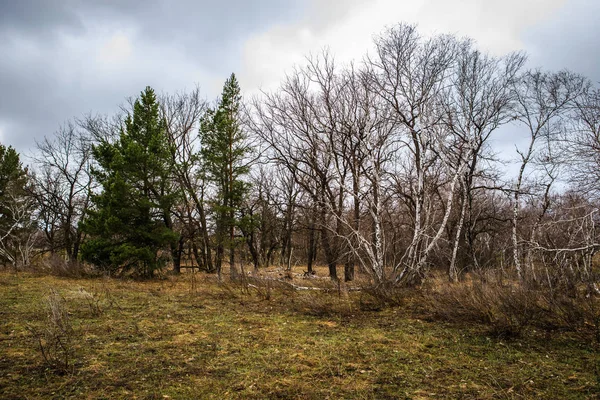 厚实的松树林。俄罗斯风景 — 图库照片