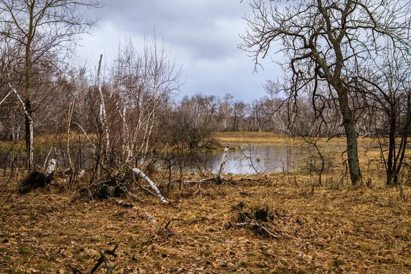 Vidoeiros e pântanos. Paisagem russa — Fotografia de Stock