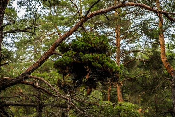 Tät tallskog. Ryskt landskap — Stockfoto