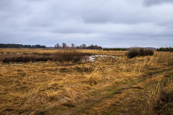 白樺の木立と沼地。ロシアの風景 — ストック写真