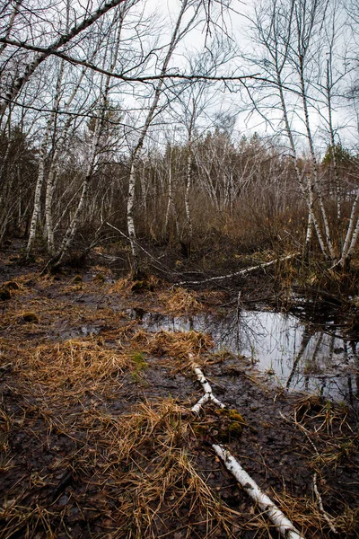 Abedules y pantanos. Paisaje ruso —  Fotos de Stock