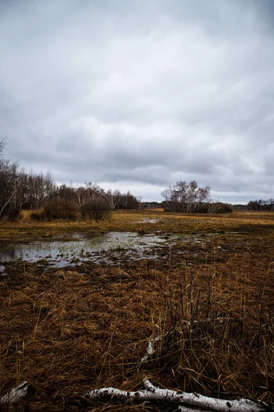 Березовые рощи и болота. Русский пейзаж — стоковое фото