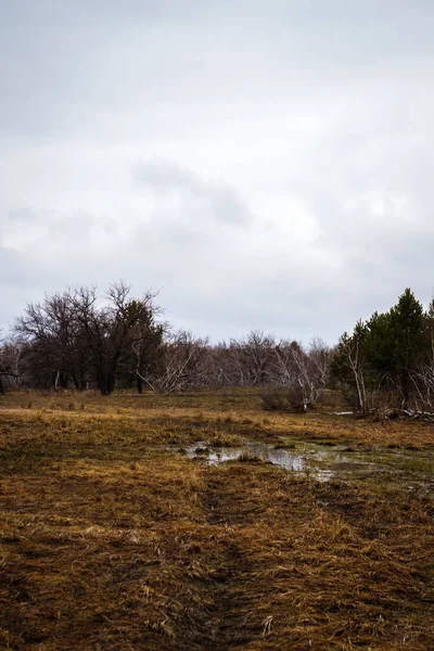 Birkenhaine und Sümpfe. Russische Landschaft — Stockfoto