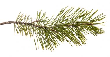 çam şubesinin bir parçası. Beyaz arka planda yalıtılmış