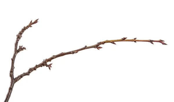 Suchá větev ovocného stromu. Izolované na bílém pozadí — Stock fotografie
