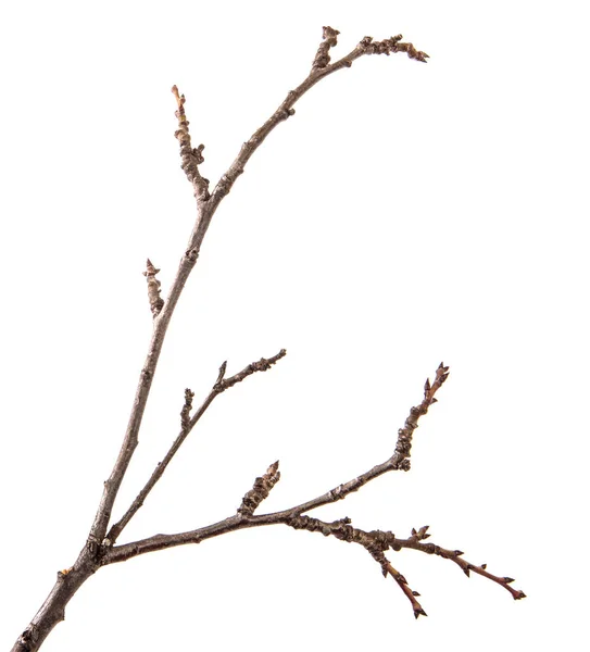 Dry branch of the fruit tree. Isolated on white background — Stock Photo, Image