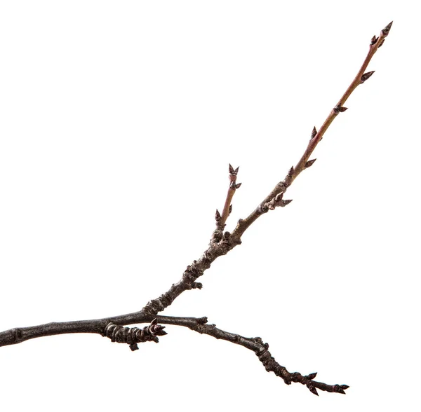 Ramo seco da árvore de fruto. Isolado sobre fundo branco — Fotografia de Stock
