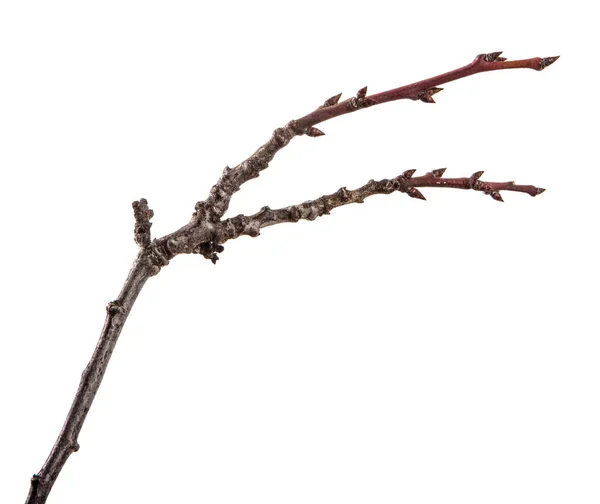 Ramo seco da árvore de fruto. Isolado sobre fundo branco — Fotografia de Stock