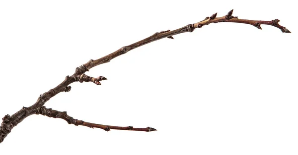 Ramo seco da árvore de fruto. Isolado sobre fundo branco — Fotografia de Stock