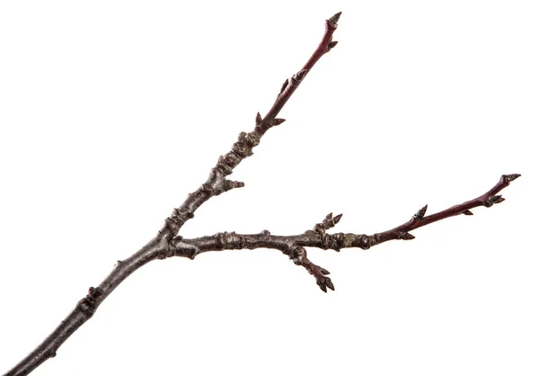 Droge tak van de fruitboom. Geïsoleerd op witte achtergrond — Stockfoto