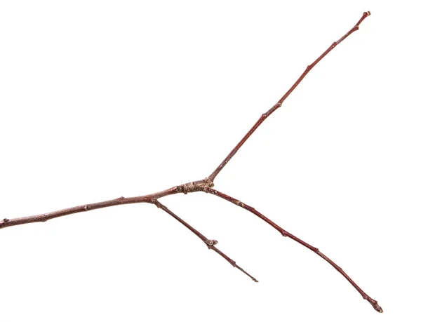 Trockener Zweig des Obstbaums. isoliert auf weißem Hintergrund — Stockfoto